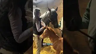 Newborn Foal&rsquo;s First Vet Check! 🐴🩺