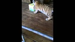 Cute Tiger Cub Plays with Box