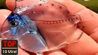 10 Transparent Animals You Will not Believe Exists on earth !!!