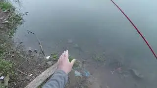 Edirne Kefal Balığı avı bölüm 1 den kesitler ,.. her atışta tatlı su  balığı,  kasna avı