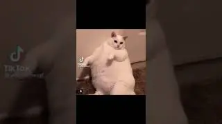 Animels Fun | Cute Big Chubby CAT'S