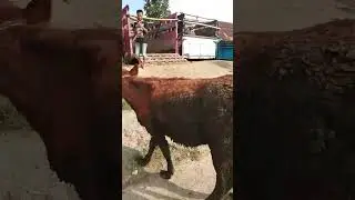 loading and unloading of cows #cow