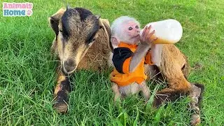 Bibi monkey riding goat looking for food in the meadow
