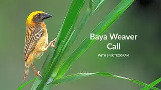 Baya Weaver Call with Spectrogram | Bird Song 85