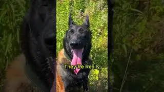 Why Dogs Always Stick Out Their Tongues?🐶 #petshorts #dog  #cutepets #shorts