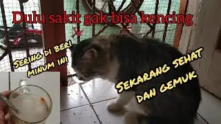 Kucing Susah Kencing Sembuh Hanya dengan ini murah meriah