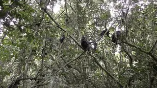 Go Across Over the River in Wild Bonobos!