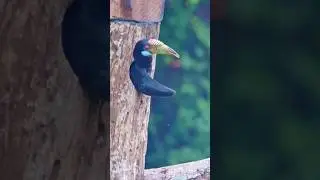 Hornbill Builds High-Tech Nest #WildlifeFacts #AnimalFacts #AmazingAnimals #shorts