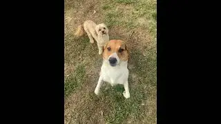 Maple and Toby- Shih Tzu mix and beagle mix 
