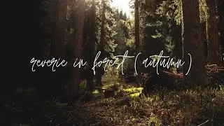 reverie in forest - piano music (autumn background)