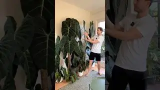 🧙🏻&zwj;♂️🪄 #philodendronglorious #mosspole #houseplants