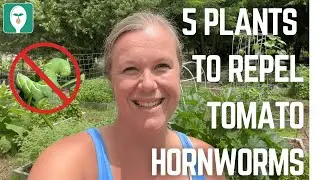 Top 5 Companion Plants to Keep Tomato Hornworms Out of Your Garden Naturally!