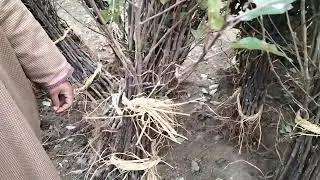 MM 111 Rootstock Apple Plants For Sale |New Apple Varieties| Contact Immediately 7006548593