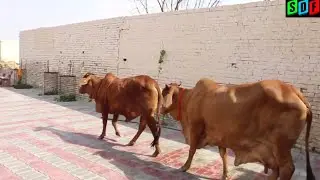 LDF Sahiwal || Beautiful Cows || Indian Desi Cow ||