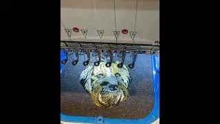Realistic Pet Embroidery 🎨🐶