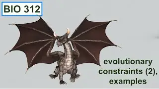 Evolutionary constraints (2), examples.