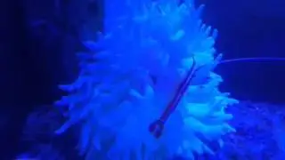 Feeding my long tentacle anemone raw shrimp