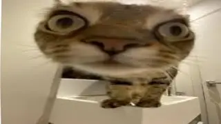 Попробуй не засмеяться😂 Самые смешные коты 2026😹funny #юмор #смех #приколы #животные