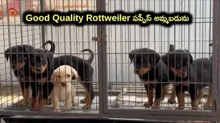 top quality Rottweiler puppies for sale in telugu/99633 17193 /aj pets