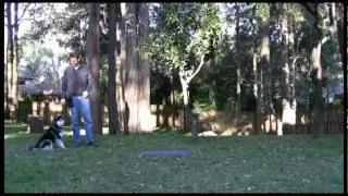 Basic Dog Training Skills - 03 Go To Mat