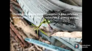 Update on my micro urban backyard forest growing at Nomads at Nagpur #miyawakijungle