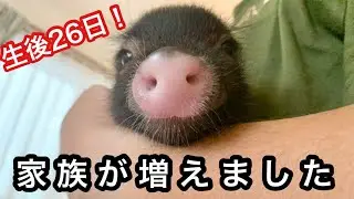 【ご報告】家族が増えました【赤ちゃんマイクロブタ】