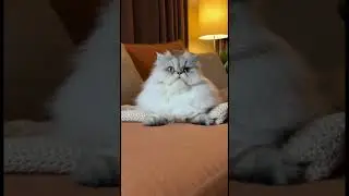 Cat Scared by Camera Flash - Priceless Reaction! 📸😱🐱