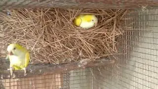 lutino monk parakeet Nest