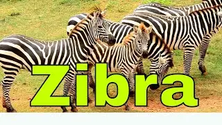 The Happy Zebra Song for Kids