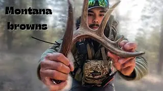 Shed hunting Montana (Browns on the ground !) #shedhunting #montanaantlers 