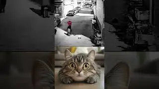 Respect Boys #shorts #shortsvideo #shortsfeed #memes #cat #love #like #respect #respectshorts