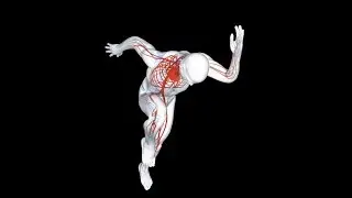 ZFIT.com for Wellness & Performance Presents - Bemer Physical Vascular Therapy