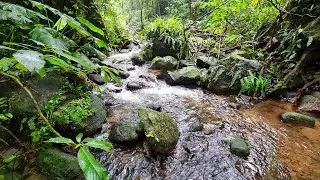 Moss Covered Rock Forest Stream Sounds