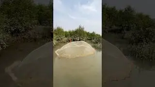 Amazing Sundarban river side net fishing #shorts #fishingvideo #fishinglife #funny #castnetfishing