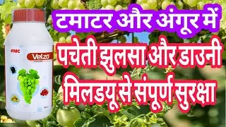 Fmc Velzo Fungicides || Fmc New Fungicides|| डोज | कंटेंट || रेसल्ट्स |