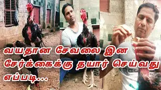 வயதான சேவலை இனசேர்க்கைக்கு தயார் செய்யும் முறை...