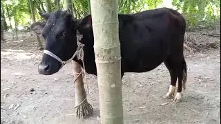 Funny & Beautiful Cow Moments | Cute Cows Playing & Eating | Viral Animal Video 