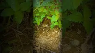 #Quail nest#videoshort #nestbird #animals