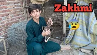 Hamari murgi zakhmi ho gai 😨 || 😰
