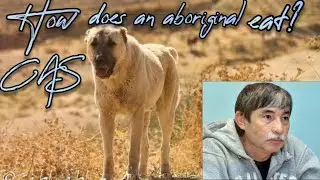 How does aboriginal wolfhound feeds?