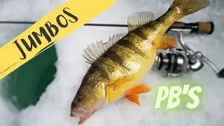 PB Perch Caught On lake st clair