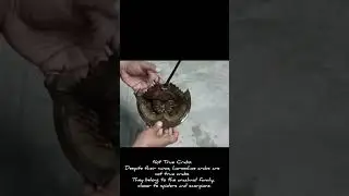 #ASMR #amazing fact # VERY INTERESTING# horse shoe crab