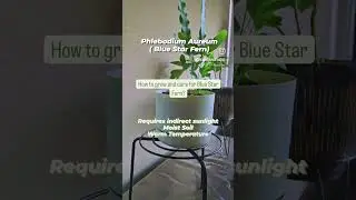 How to grow and care for Phlebodium Aureum ( Blue Star Fern)?| Indoor Plants