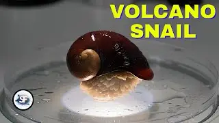 The EXTREME Biology of Volcano Snail