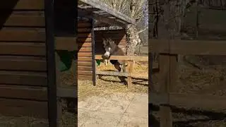 Donkey Falls Over Fence