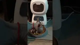 Новый гаджет Робот #животные  #shortsvideo #pets #animals #zoo #cute #funny #monkey #кошка #кот #cat
