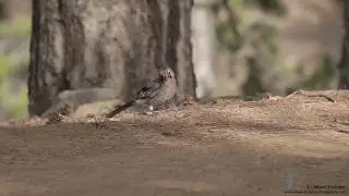 Troodos Mountains - Meeting Point for Cyprus endemic Birds