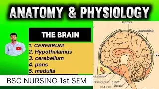 Human Brain Structure & Function | BSc Nursing 1st Semester | आसान भाषा में समझें | 2026 Exam Imp. |