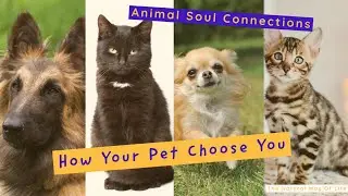 Animal Soul Connections 💜 Choosing Your Pet #animalspiritguides #soulmates #soultribe #healing