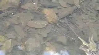 Toadspawn